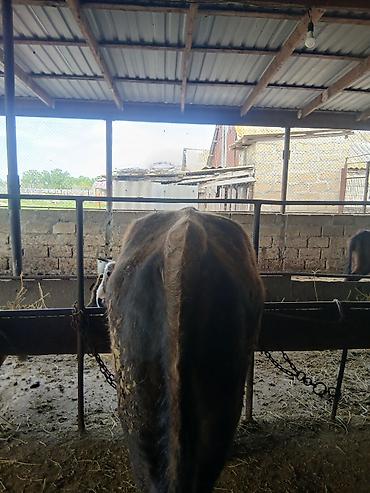 Dana, buzov: 3 erkək 2 dişi dana — 5