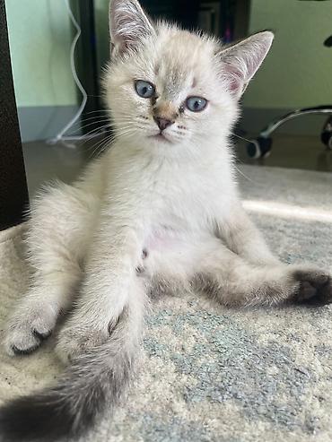 Pişiklər: Yaxşı əllərə — 3