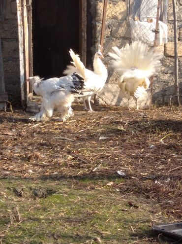 Tovuz quşları: Salam aleykum. Satışda bir cüt ağ tovuzquşu var. 6 ayliqdirlar. cütü — 4