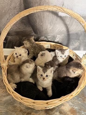 Pişiklər: Britan — 11