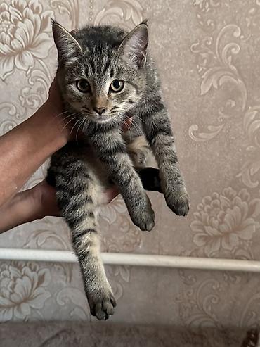pitomnik temir: Котята домашние, ручные. - Окрас: один колор-пойнт (белый с — 2