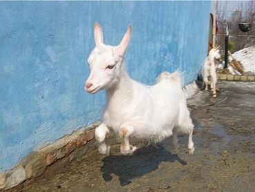 бурские козы: Продаю | Козлёнок | Зааненская | Для молока | Племенные