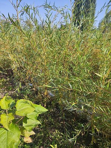 Клён: Продаю разное декоративный дерево .(Viburnum opulus) – для живых — 23