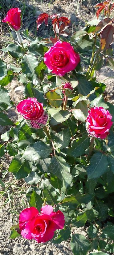 Другие товары для дома: Саженцы роз оптом — 14