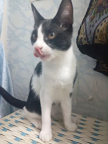 домашние котята: Котята домашние, короткошёрстные, все НЕ породистые. В помёте — 4