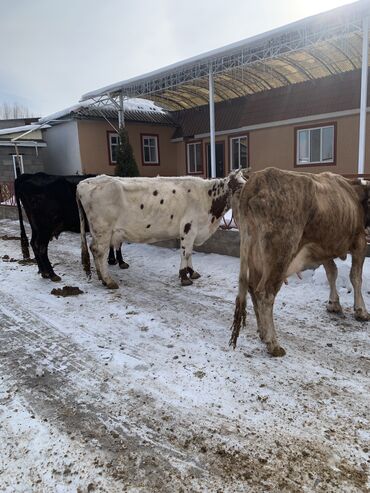 Коровы, быки: Продаю | Корова (самка) | Алатауская, Симментальская | На откорм, Для разведения, Для молока | После отела — 14