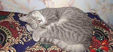 отдам кошку: Кошка даром: Беспородная, Мальчик — 1
