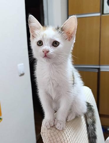 ОЧЕНЬ МИЛАЯ И ИГРИВАЯ КОШЕЧКА!!! В добрые руки♡ трёхцветная (белая с
