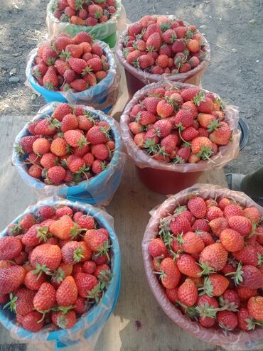 Фрукты и ягоды: Продаю росаду клубника очень сочная слоткй и крупные урожайность