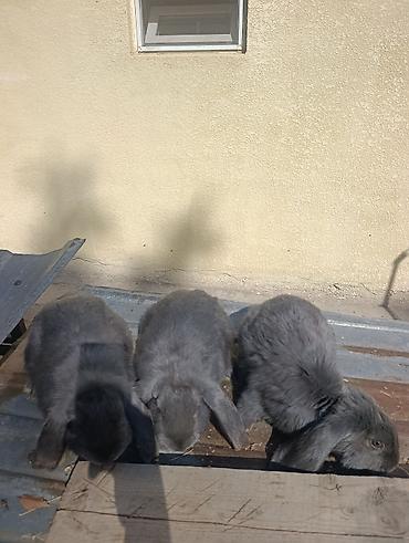 ph down: Продаю | Крольчата | Французский баран | Для разведения — 2