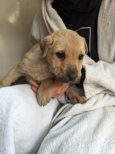 Отдам даром собаку: Щенки метисы, короткошёрстные, среднего предполагаемого размера. Окрас — 13