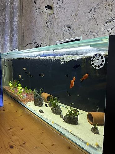 akvarium qızdırıcı: Balıqlarla birlikdə, 250 l — 1