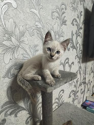 кошка белый: Котёнок с голубыми глазами - Возраст: примерно 1,5–2 месяца (по фото — 5