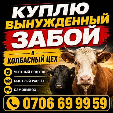 мышка ош: Колбаса цехи : Уйлар, букалар, | Союуга, этке — 1