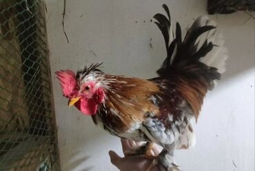 домик для кур: Продаю | Куры, Петух