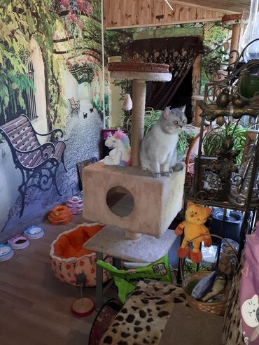 Продажа кошек: Кото-гостиница! Гостиница для котиков! Платная передержка кошечек