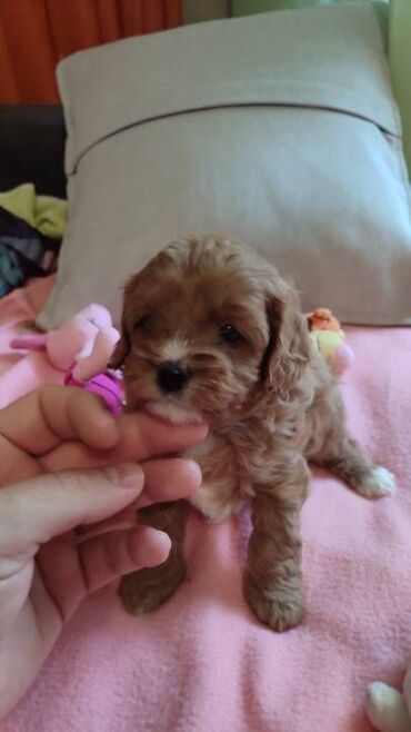 Psi: Cavapoo f1 stenci, otac toy red dark boja, majka king carls cavalier na lalafo.rs — 4 Psi: Cavapoo f1 stenci, otac toy red dark boja, majka king carls cavalier — 4