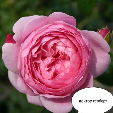 Şitillər: Məhsul: Bağ bitkiləri və meyvə fidanları seçimi - Hibiskus (Rose of — 74