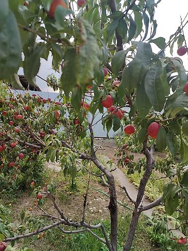 Продажа дач: Продаю дачу в живописном селе Таш-Мойнок Цена: 72 000 $ (только — 9