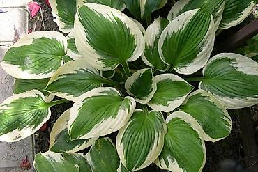 Другие садовые цветы и кустарники: Садовые растения - кустарники ( вейгела пестролистная, рябинник — 3