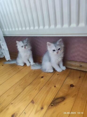 Şinşilla