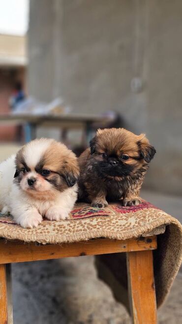 İtlər: Pekines, 2 ay, Erkek — 3