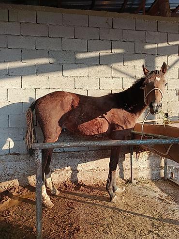 Үй жаныбарлары: Сатам | Байтал | Ат спорту — 3