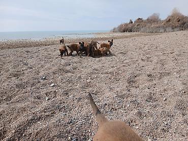 Продажа собак: Предлагаются к бронированию щенки Белгийской овчарки Малинуа.Щенков 9 — 14