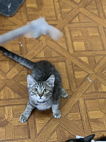 pitomnik temir: Котенок 3 месяца девочка привита приучена к лотку обработана от — 1