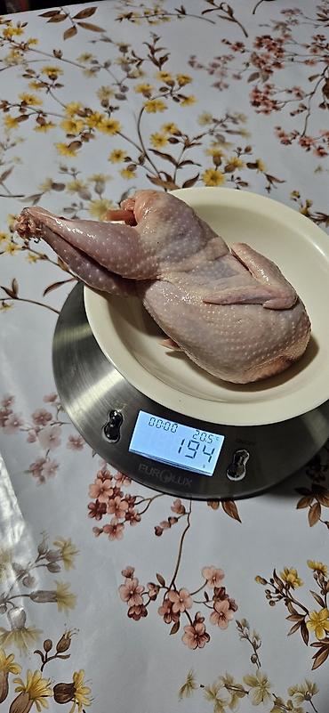 bildircin cucələri: Qiymet 2 azn den baslayir perakende.Topdan qiymetler kafe ve — 2