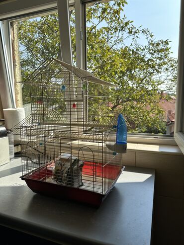 Ptice: Kavez je koriscen par dana dok mi papagaj nije pobegao nazalost, uz