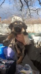 сколько стоит собака лайка: Собака даром: Дворняжка, 2 месяца, Самка