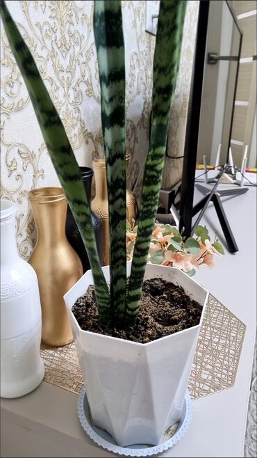 Фикусы: РАСПРОДАЖА ДОМАШНИХ ЦВЕТОВ, СРОЧНО НЕДОРОГО ЦВЕТЫ КОМНАТНЫЕ Продаю — 4