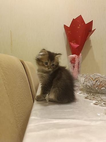 ev pişiyi satışı: Yaxşı əllərə — 6