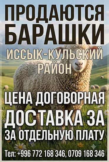 бараны в канте: Продаю | Баран (самец) — 1
