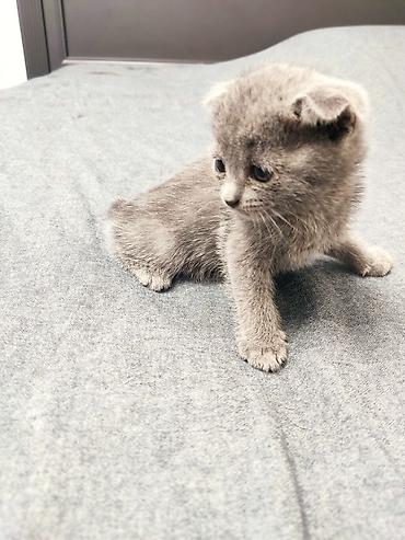 бенгал кошка цена: Шотландский котёнок, окраса голубой (пепельно‑серый). Ушки аккуратно — 2