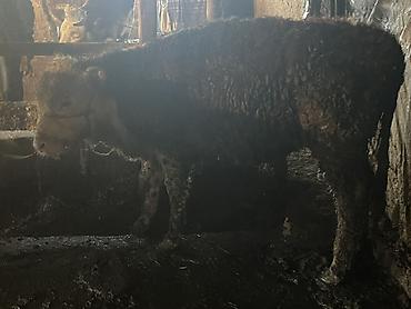 Коровы, быки: Продаю | Бык (самец) — 22