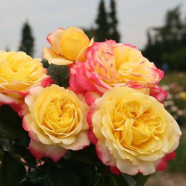 Роза: Садовые розы (кустарниковые/чайно-гибридные, крупноцветковые — 4