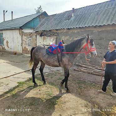 А/ч жаныбарларын сатам: Сатам | Байтал | Аргын | Көбөйтүү үчүн | Асыл тукумдуу — 9