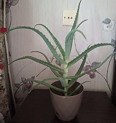 Ev və bağ: Otaq bitkiləri – Sansevieria (Qaynanadili) və Variegatlı Euphorbia — 6