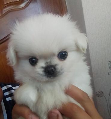 sirin it sekilleri: Pekines, 1 ay, Dişi, Peyvəndli — 1