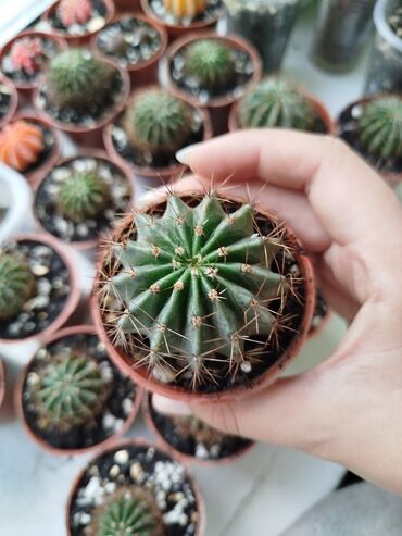 комнатный растения: Кактусы по 100 сом🌵
Цветут большими белыми цветами🌼
Токмок/Бишкек