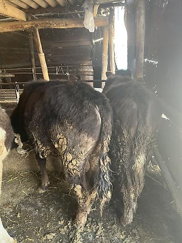 Коровы, быки: Продаю | Бык (самец) | Для разведения — 8