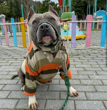 İtlər: Staffordşir bulterier, 2 il, Dişi, Peyvəndli -da lalafo.az — 12 İtlər: Staffordşir bulterier, 2 il, Dişi, Peyvəndli — 12