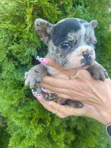 Psi: Odgajivacnica "Happy Puppies" ima u ponudi prelepe stence francuski na lalafo.rs — 2 Psi: Odgajivacnica "Happy Puppies" ima u ponudi prelepe stence francuski — 2