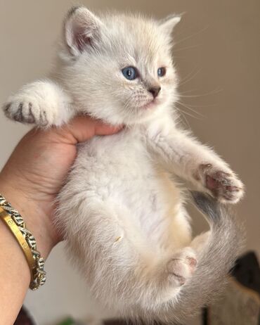 Pişiklər: Şotland, Dişi -da lalafo.az — 2 Pişiklər: Şotland, Dişi — 2