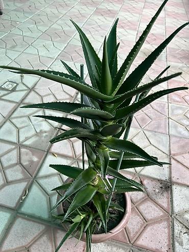 алоэ пайдасы: Aloe vera (sukkulent) – bərk və ətli yarpaqlı dekorativ bitki -4 ədəd — 1