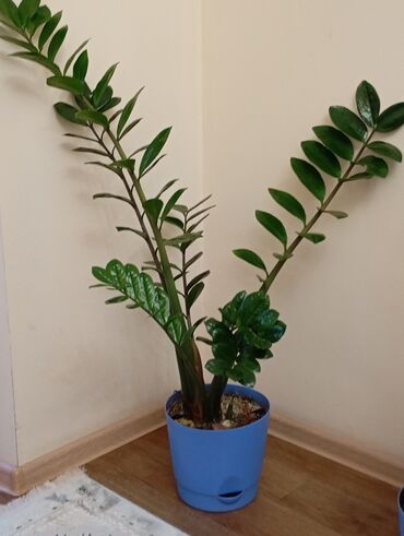 Комнатные растения: Мектепкесадике, офиске ылайыктуу гулдор Уйго да ылайыктуу