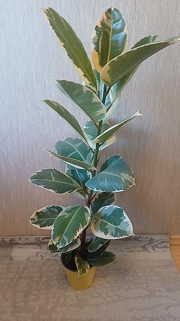 Фикусы: Фикус эластика вариегатный (Ficus elastica Tineke). - Высота растения — 5