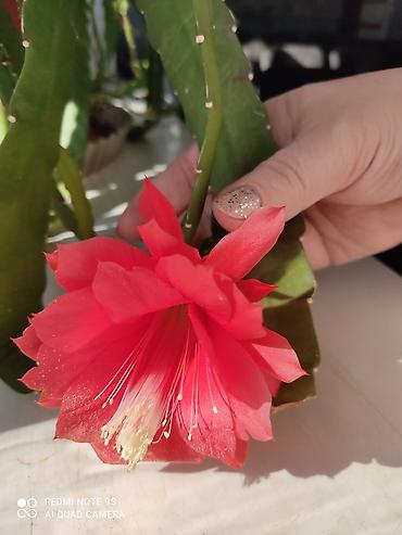 Другой декор и предметы интерьера: Распродажа алоэ и другие цветы по 100 сом — 13